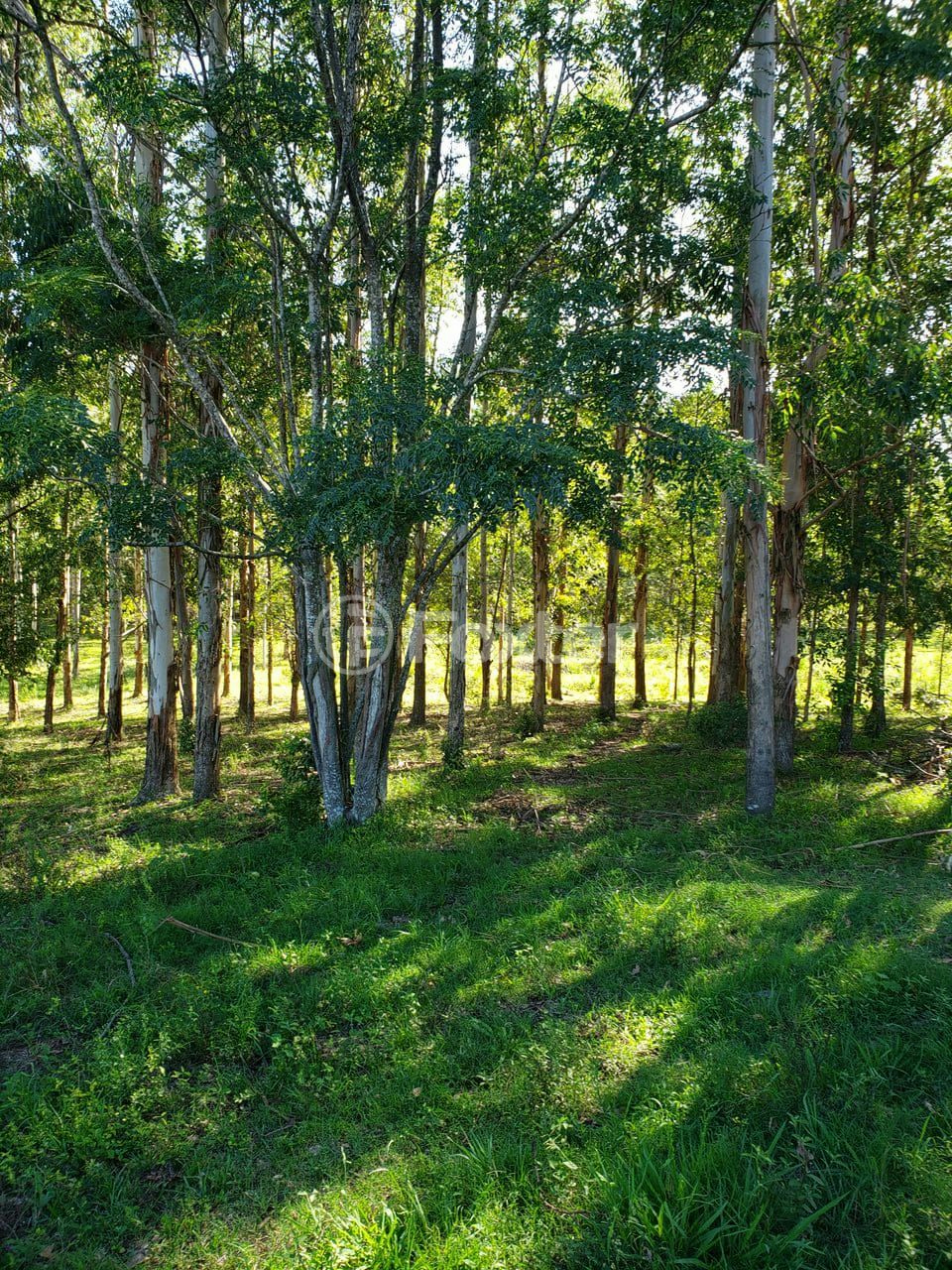 Sítio à venda, 96000m² - Foto 1