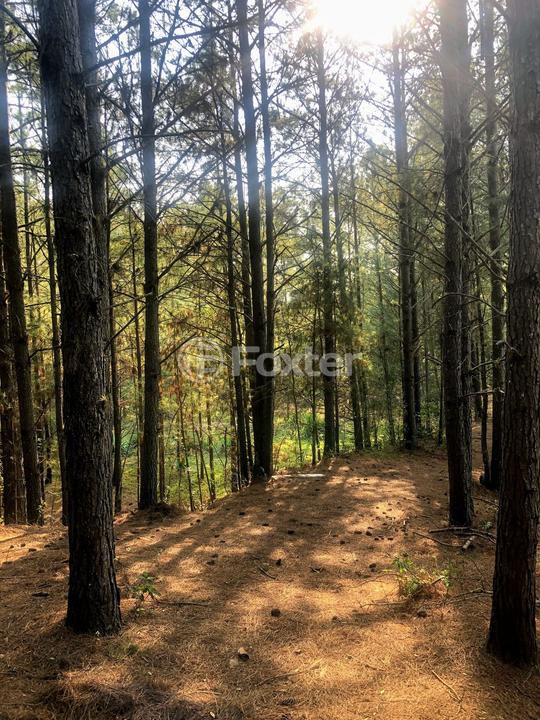 Sítio à venda com 2 quartos, 83000m² - Foto 11