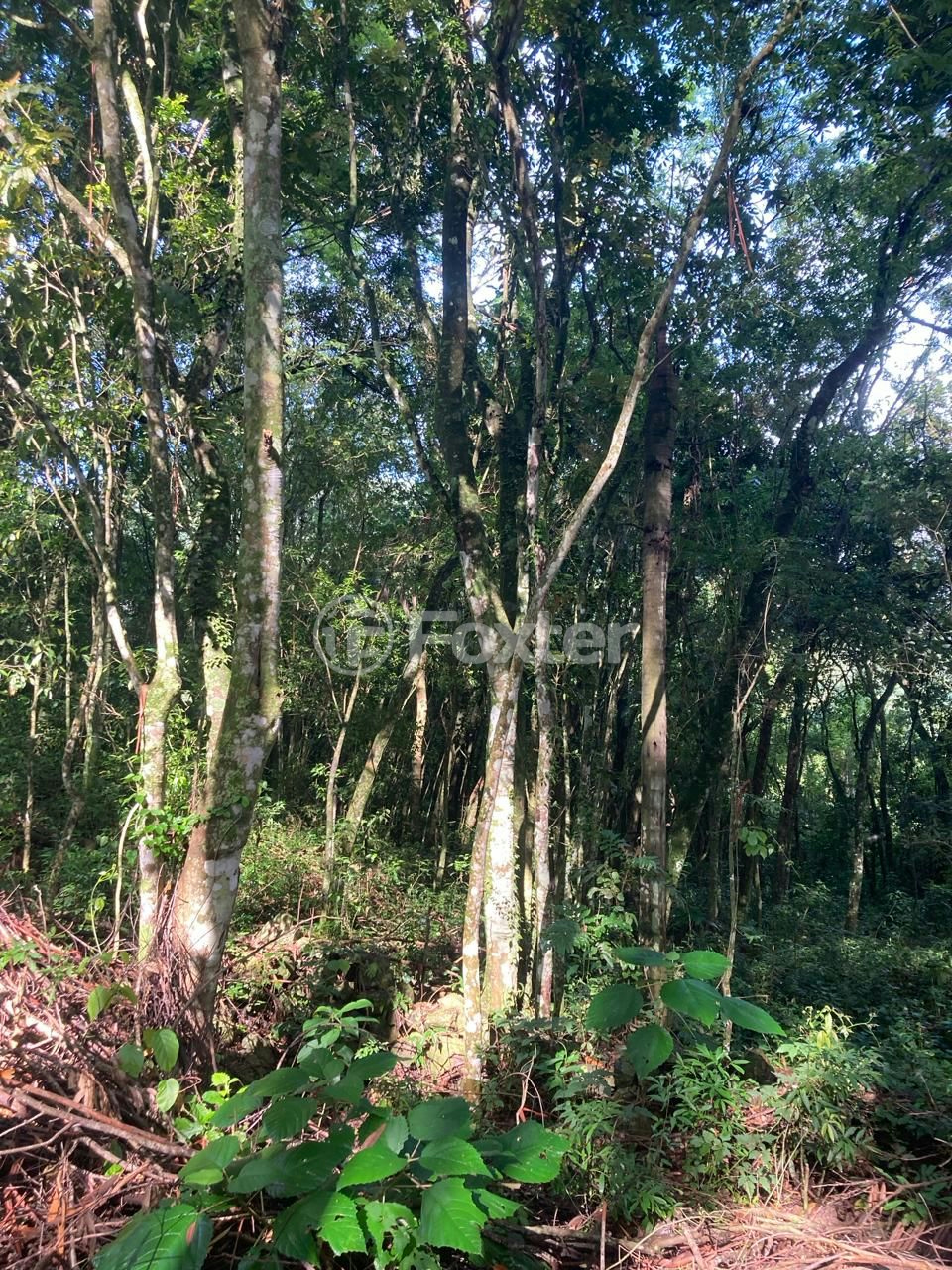 Fazenda à venda com 5 quartos, 73142m² - Foto 8