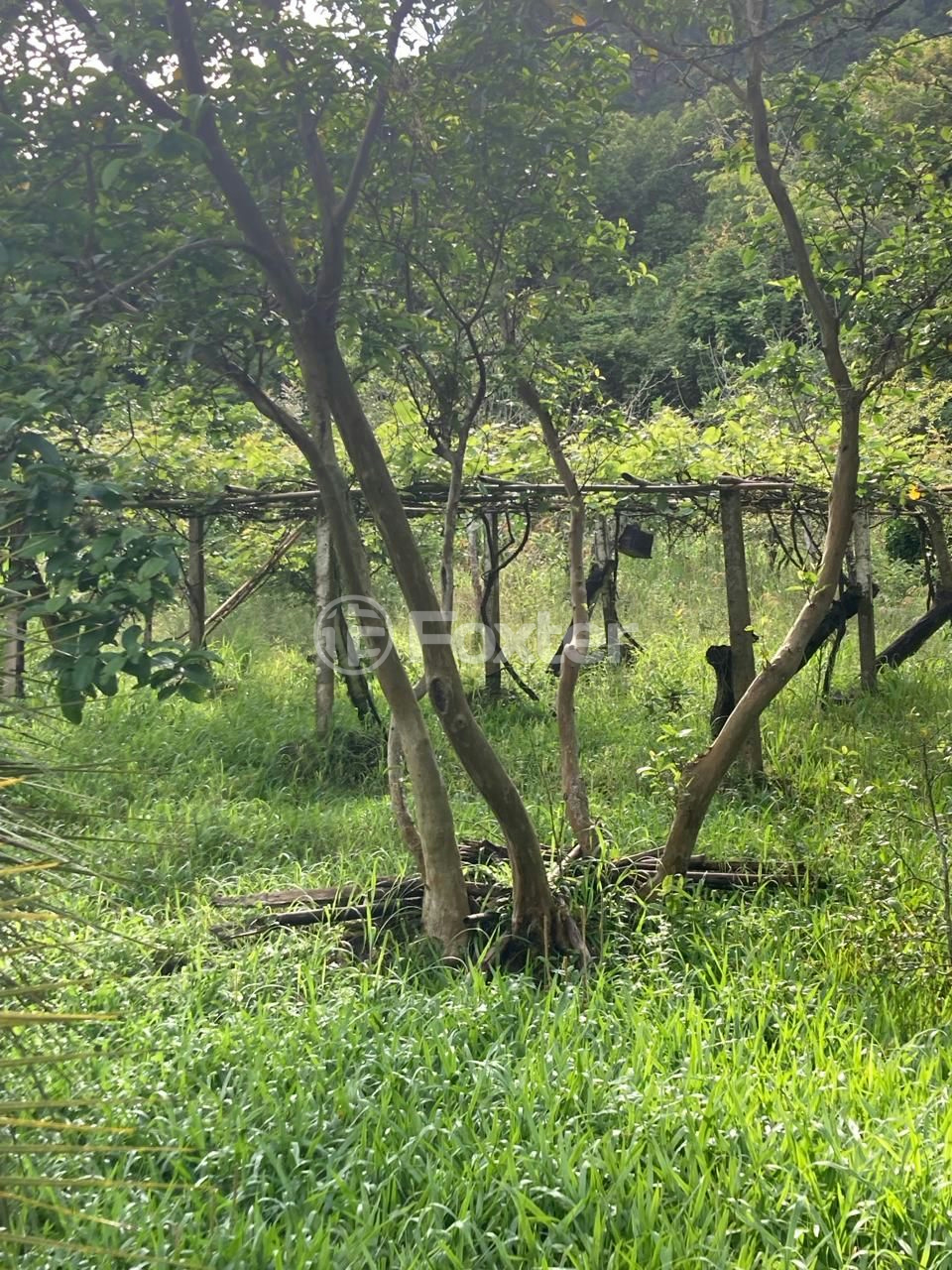 Fazenda à venda com 5 quartos, 73142m² - Foto 7