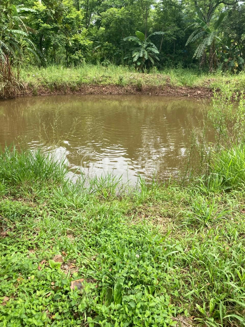 Fazenda à venda com 5 quartos, 73142m² - Foto 12