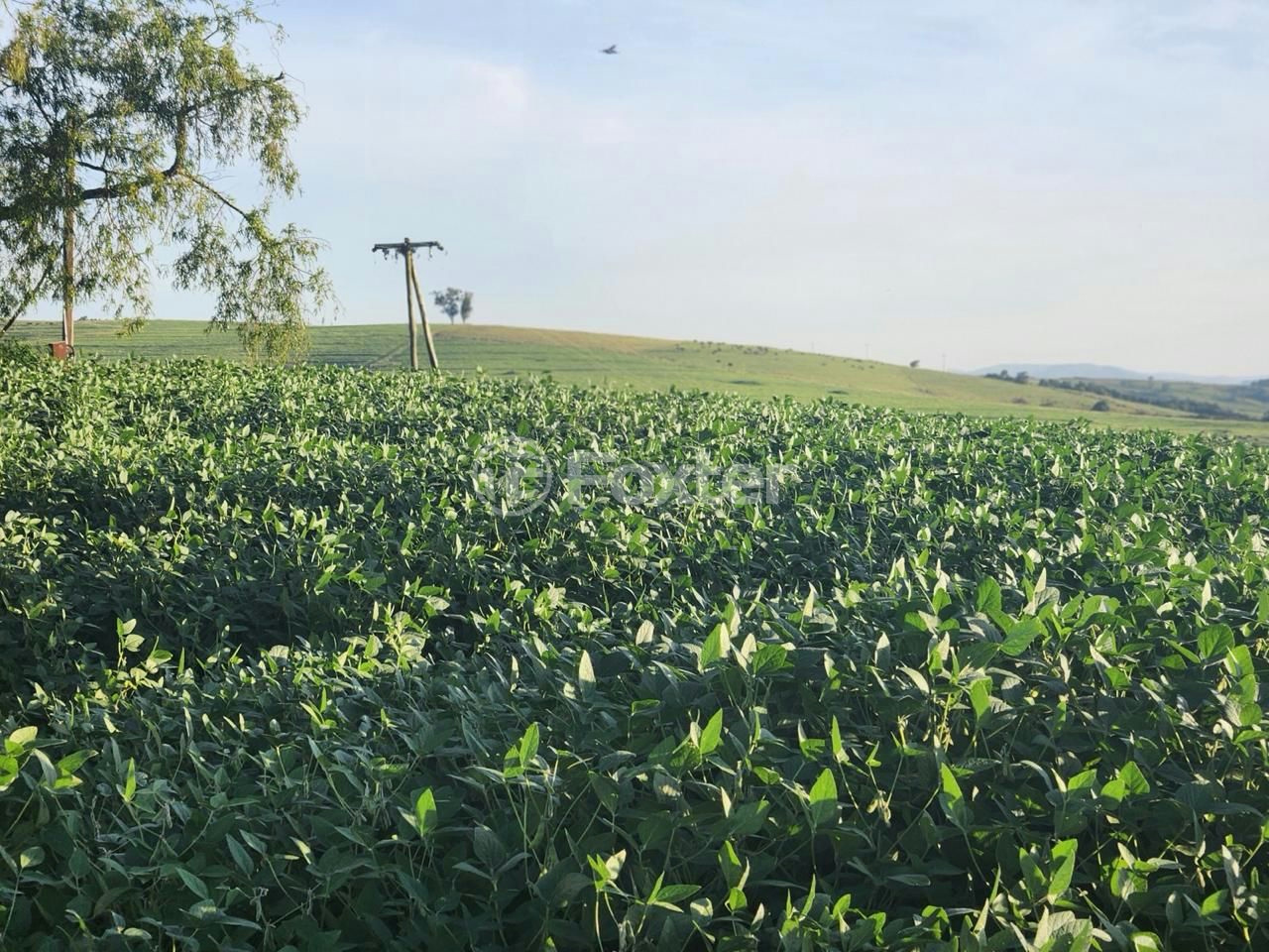 Fazenda à venda com 5 quartos, 2500000m² - Foto 5