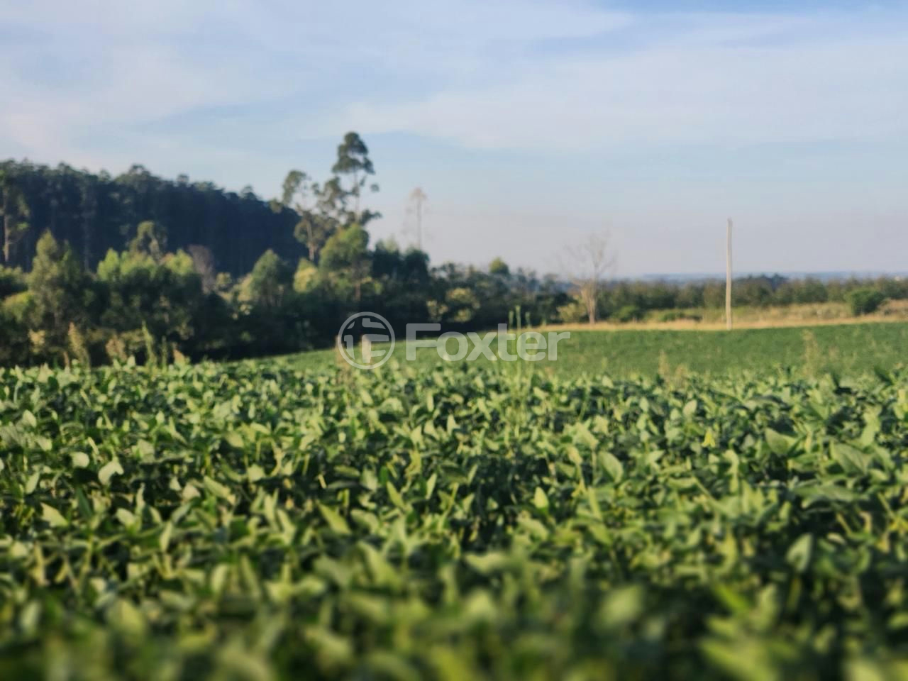 Fazenda à venda com 5 quartos, 2500000m² - Foto 6